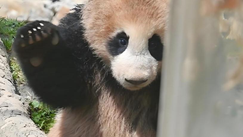 谁说熊猫只有黑白？这只“黑金公主”飞虹，美到失语！