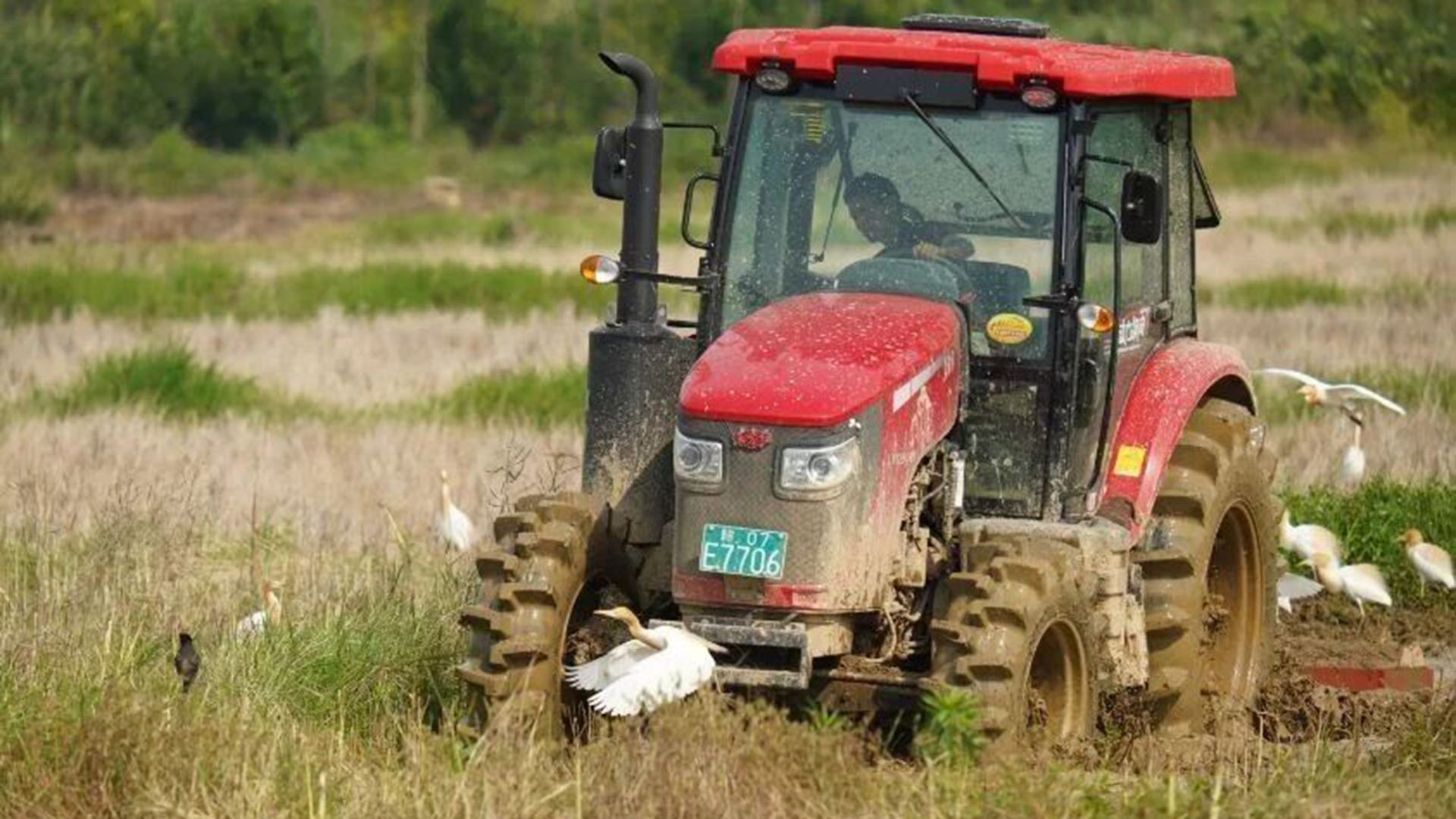 为何只要挖掘机一出现，就会有一群鸟跟着？它们为啥专跟铁家伙？ 为啥只要挖掘机一响，白鸟就“监工”！