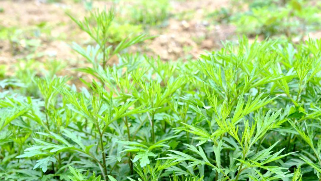 清新春日限定！艾草、苦笋，一口尝尽山野鲜