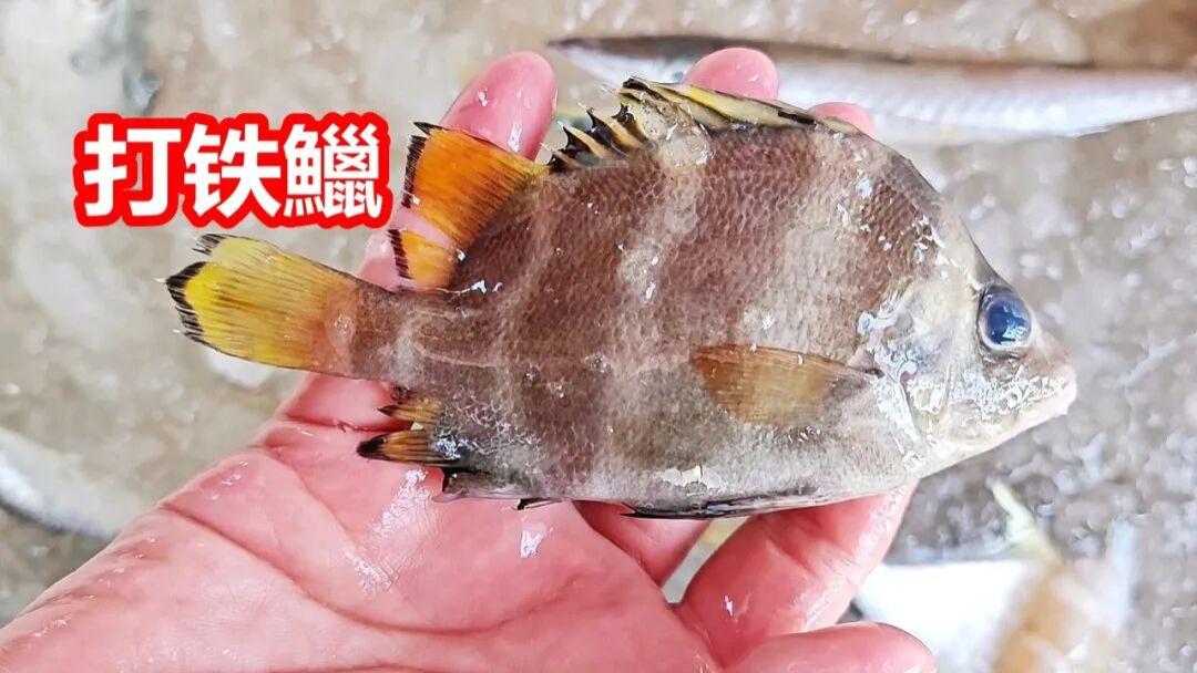 杂鱼记录，广州莲花山码头，一月中旬