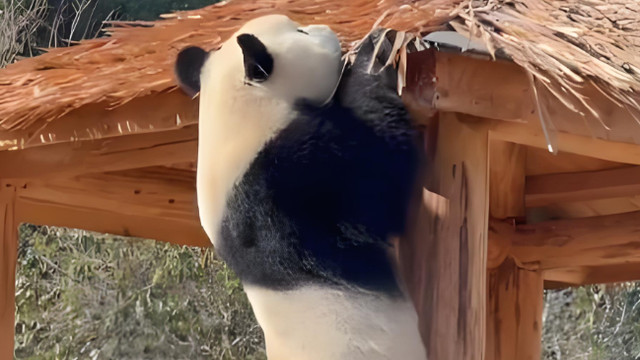 大熊猫乖巧？实则拆家从不留情！饲养员急的跳脚！