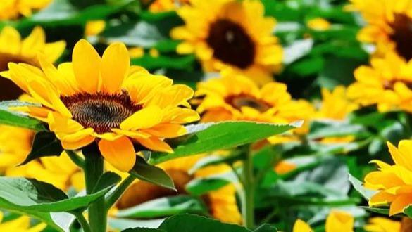 夏日星云湖，花海绘就生态画卷