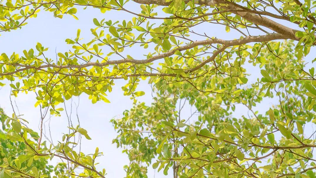 课题申报书“思路方法”怎么写？很多人都卡在这