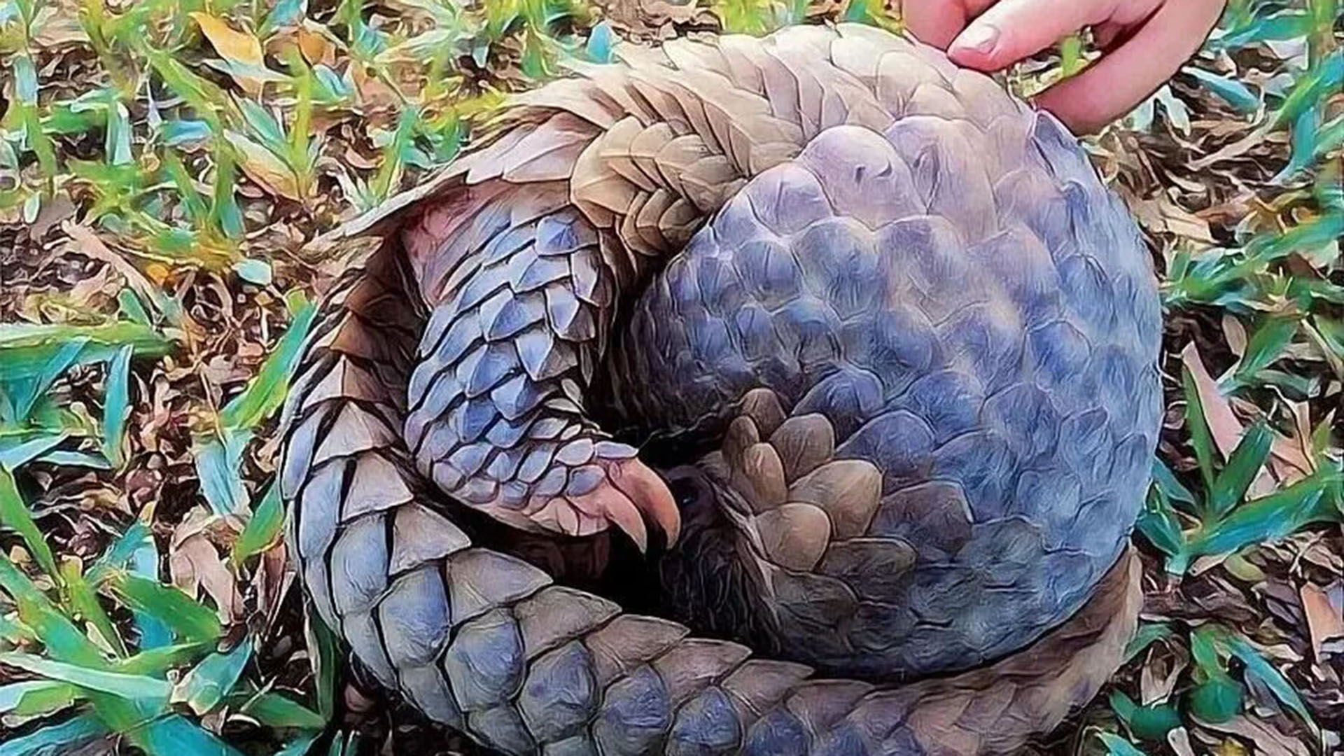 1年10万只被杀！全球只剩18万只的穿山甲，为何越保护数量越少？生活4千万年穿山甲，全球仅剩18万只