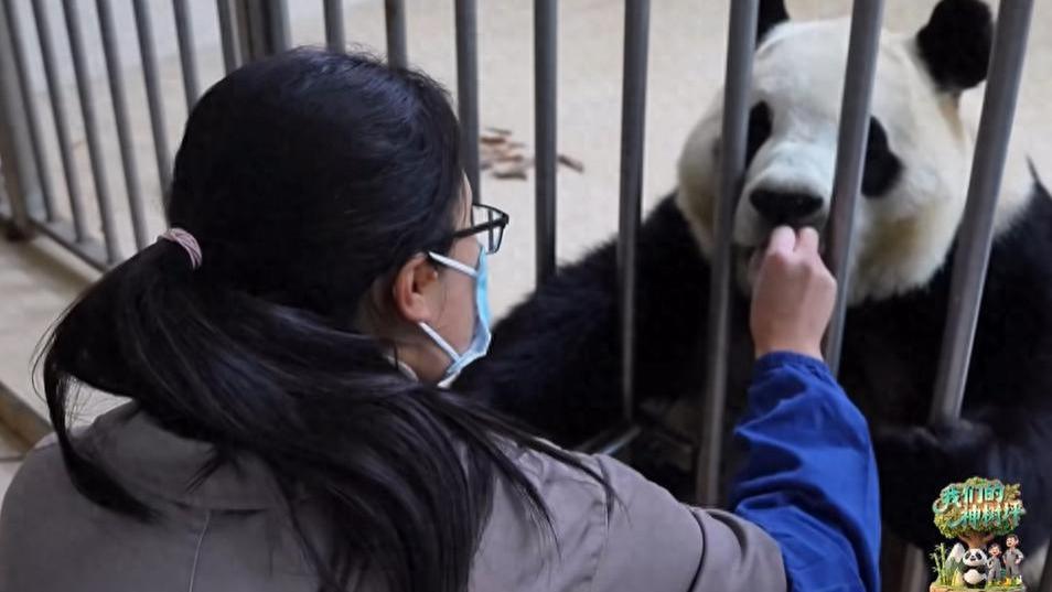 官宣大熊猫福宝2026繁殖计划！120公斤圆润身材，吃药乖到犯规