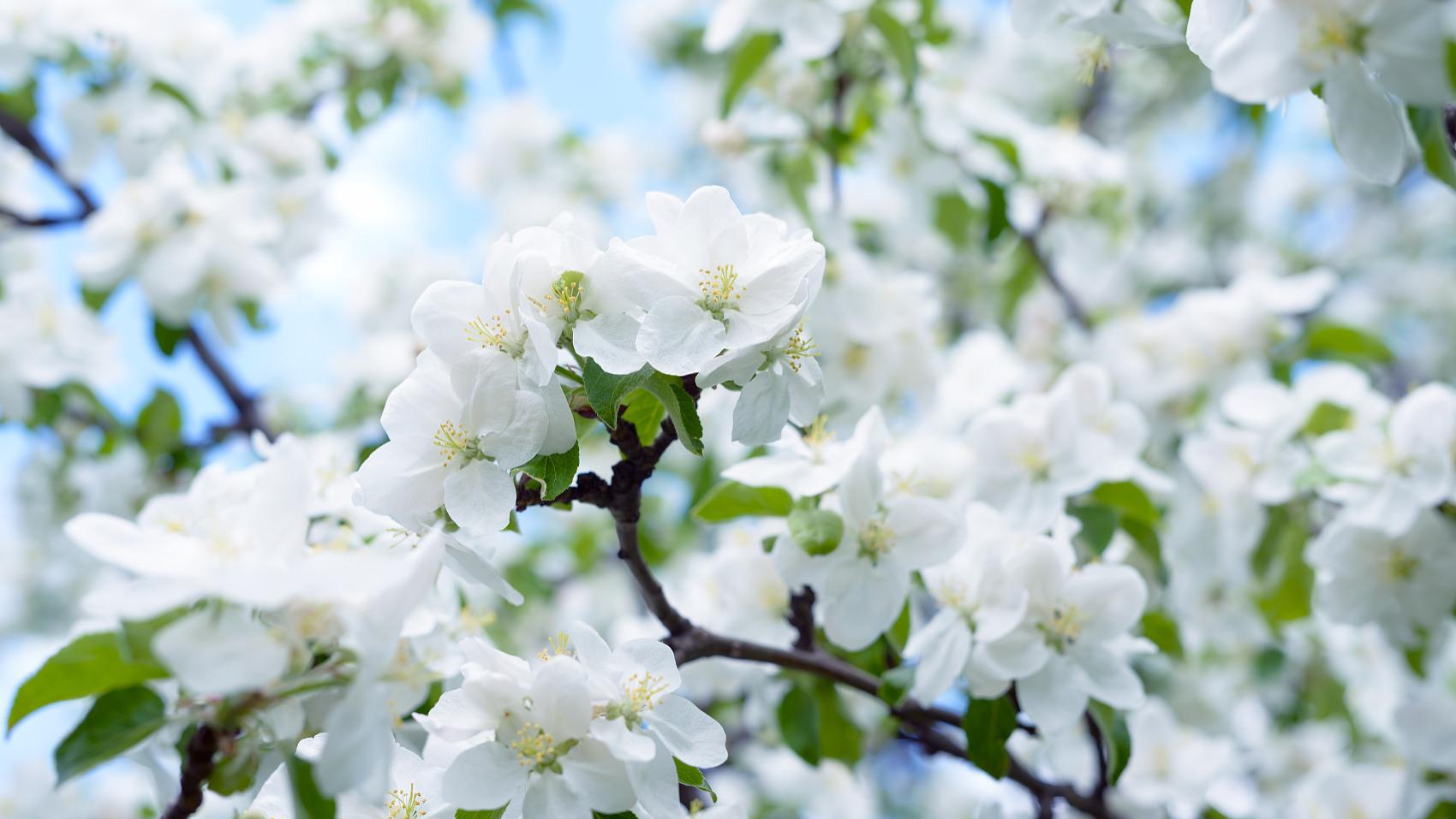 汪缘堂谈印星在家里家外的意象