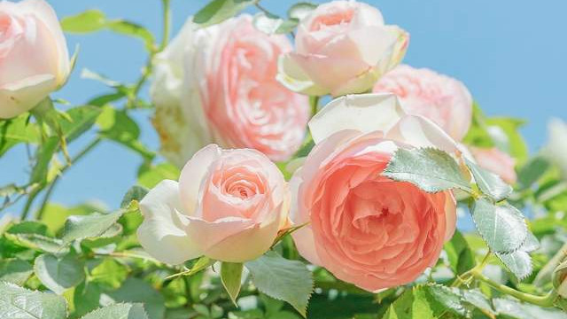 清明花信风：桐花、麦花与柳花的春日三重唱