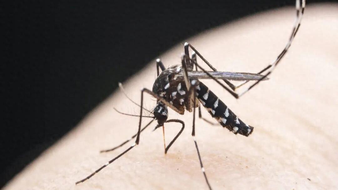 今年，蚊子疯狂？