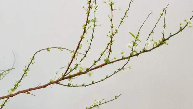 雨水三朝看花信：一封穿越千年的春日请柬