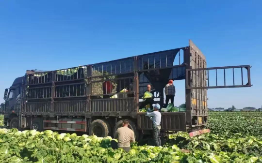 菜农以3万的价格把十亩地白菜承包出去，得知白菜价格上涨后，直接撕毁合同，逼对方加钱