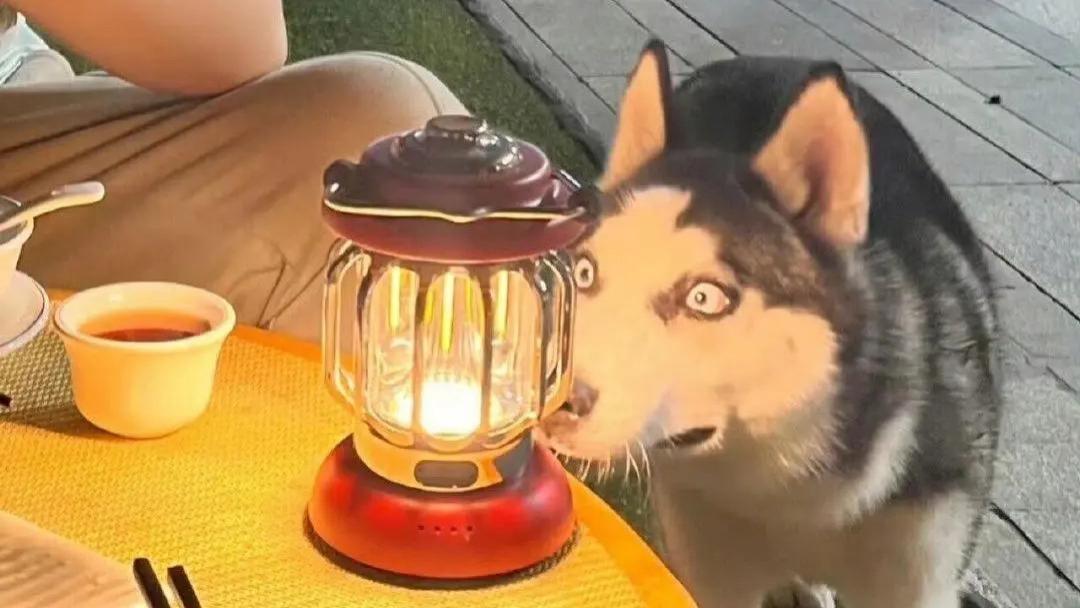 16张让人爆笑的照片，哈哈哈眼泪都笑出来了！