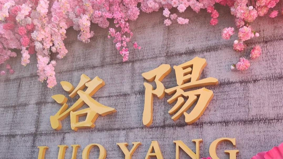 广州211大学24岁女硕士：奔赴男友去上海读博？还是回洛阳考公？