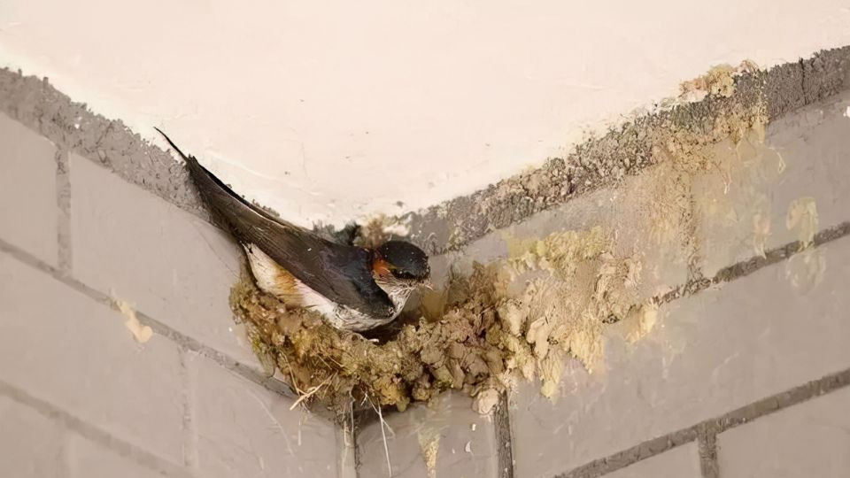 如何吸引燕子来你家筑巢？做好这5件事，燕子准来搭窝！