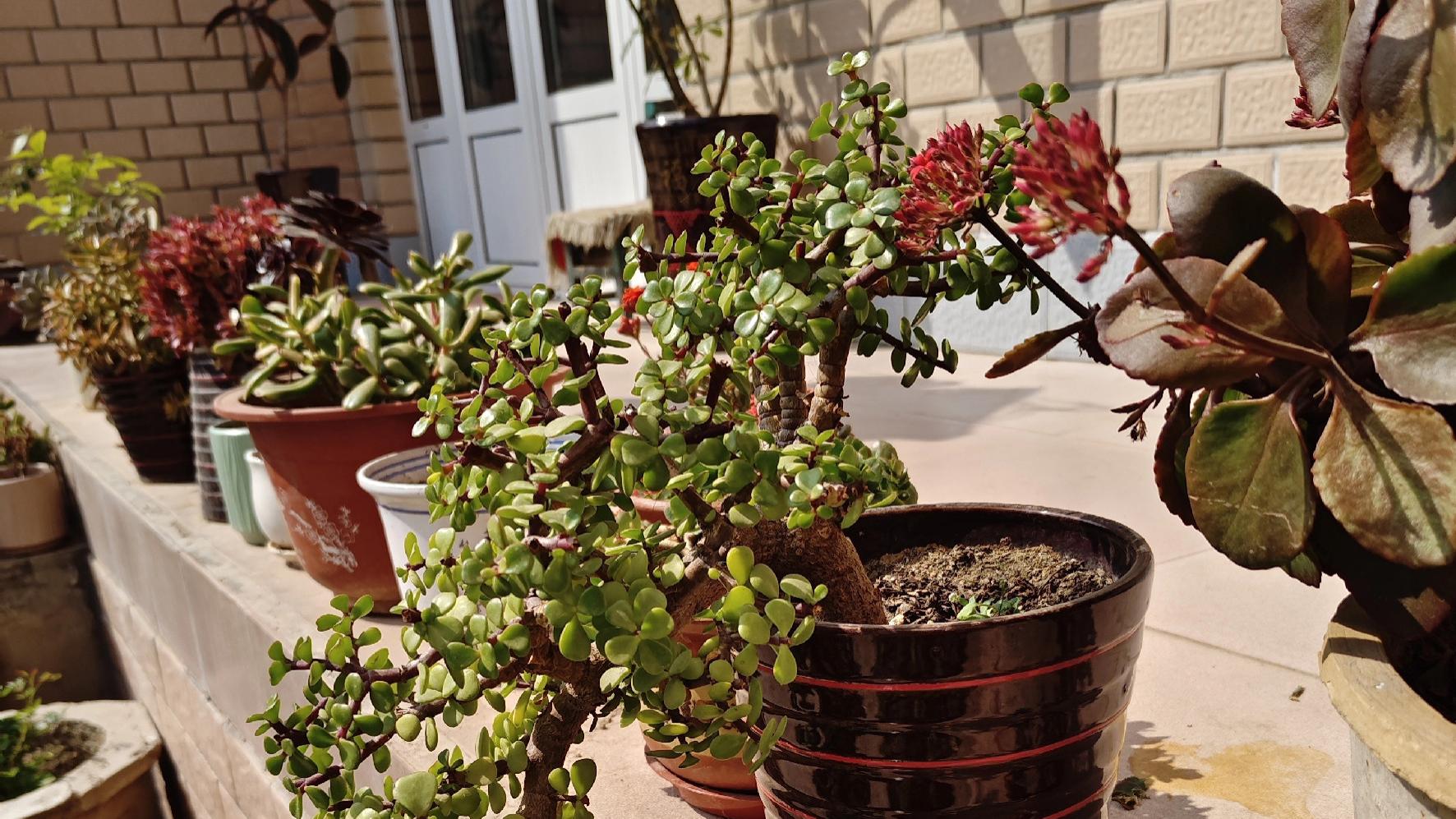 河北一大妈金枝玉叶7年养成“悬崖老桩”，网友：造型真美，教我