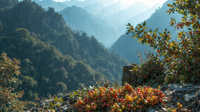 王力安防5连板，“养龙虾”的都比不上你？