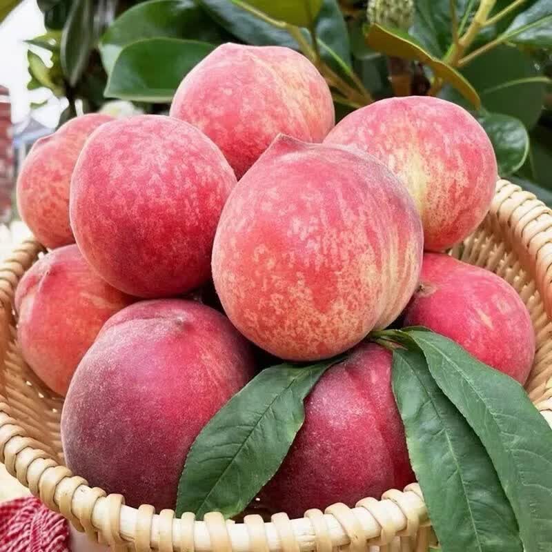 夏日桃王🍑红不软水蜜桃｜脆甜党美味攻略！