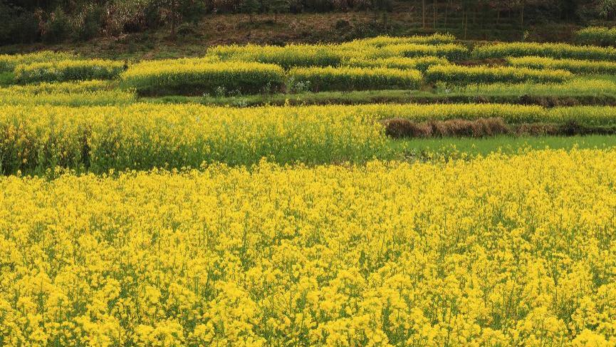 春风赴韩，花事正浓！韩国油菜花季攻略