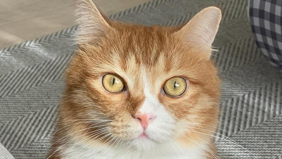 猫咪喜欢听什么声音？你和猫说话的语气，会影响它对你的喜欢吗？
