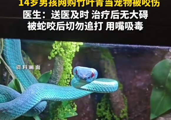 上海一名14岁男孩通过网购平台购买竹叶青蛇作为宠物，饲养过程中不慎被咬伤，伤口迅