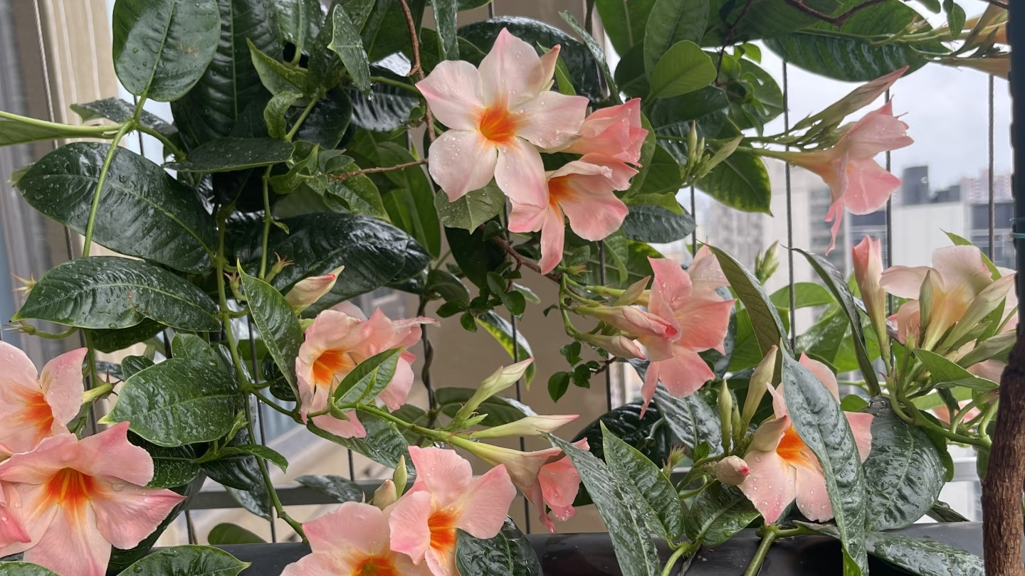 广东一位大叔，阳台飘香藤开出“花瀑布”，花友：如何做到群开？