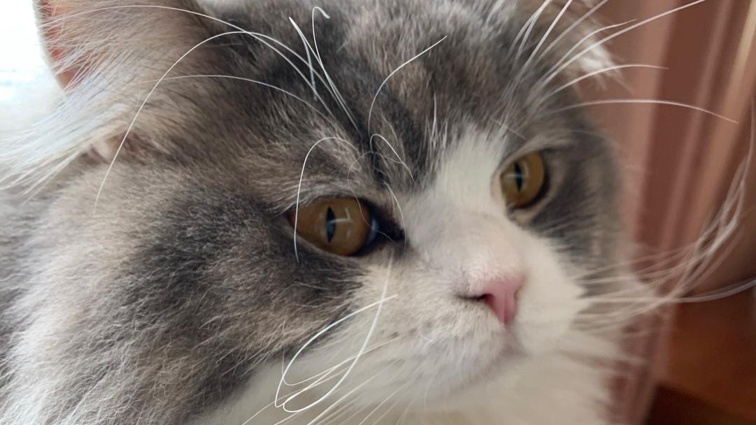 猫咪突然“暴走冲刺”的背后，其实藏着这些小心思
