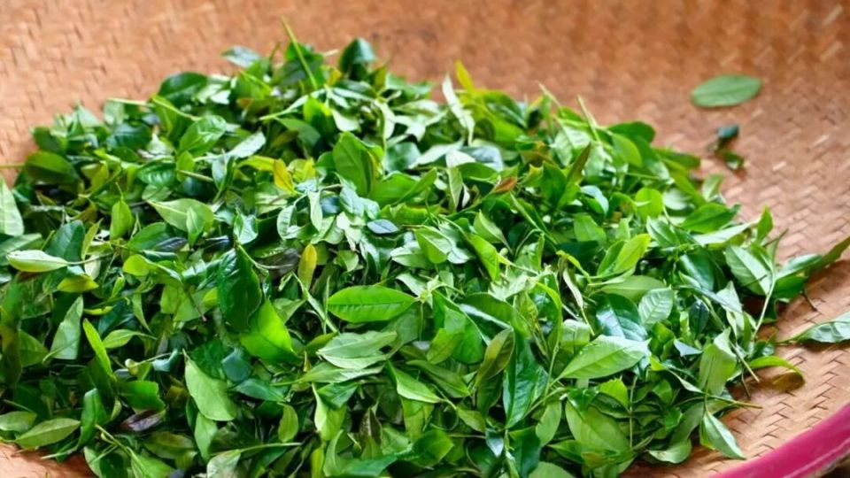 九道工序、百年传承！来清新，喝一杯非遗蒲坑茶