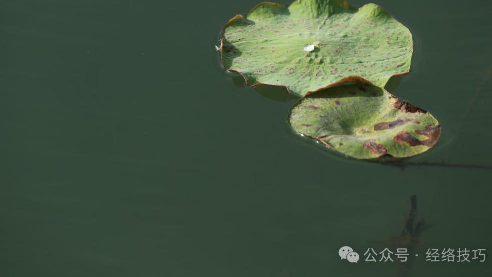 三伏天汗出得越多，越该多吃这6种蔬菜，个个都是水润高钾的“小水库”，比甜水舒服透了