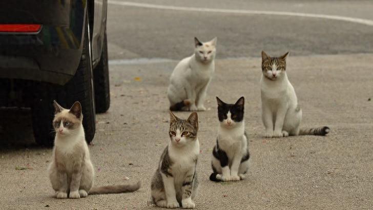 豹猫：这种5000多年前就开始陪伴中国人的猫，它们现在去哪里了？
