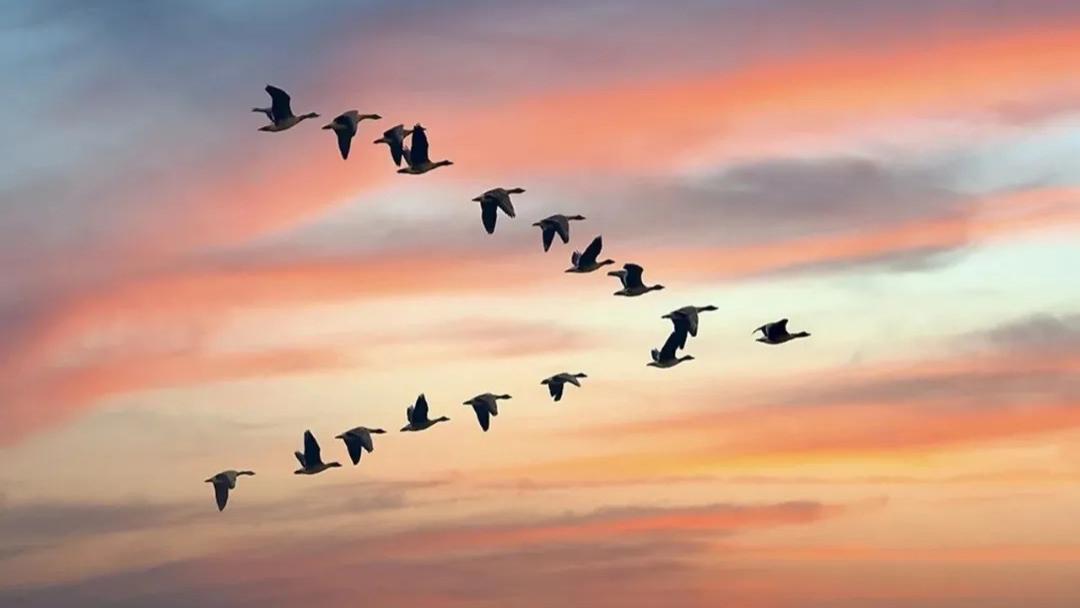 远飞的雁，难归的巢——致身在异国他乡的孩子们