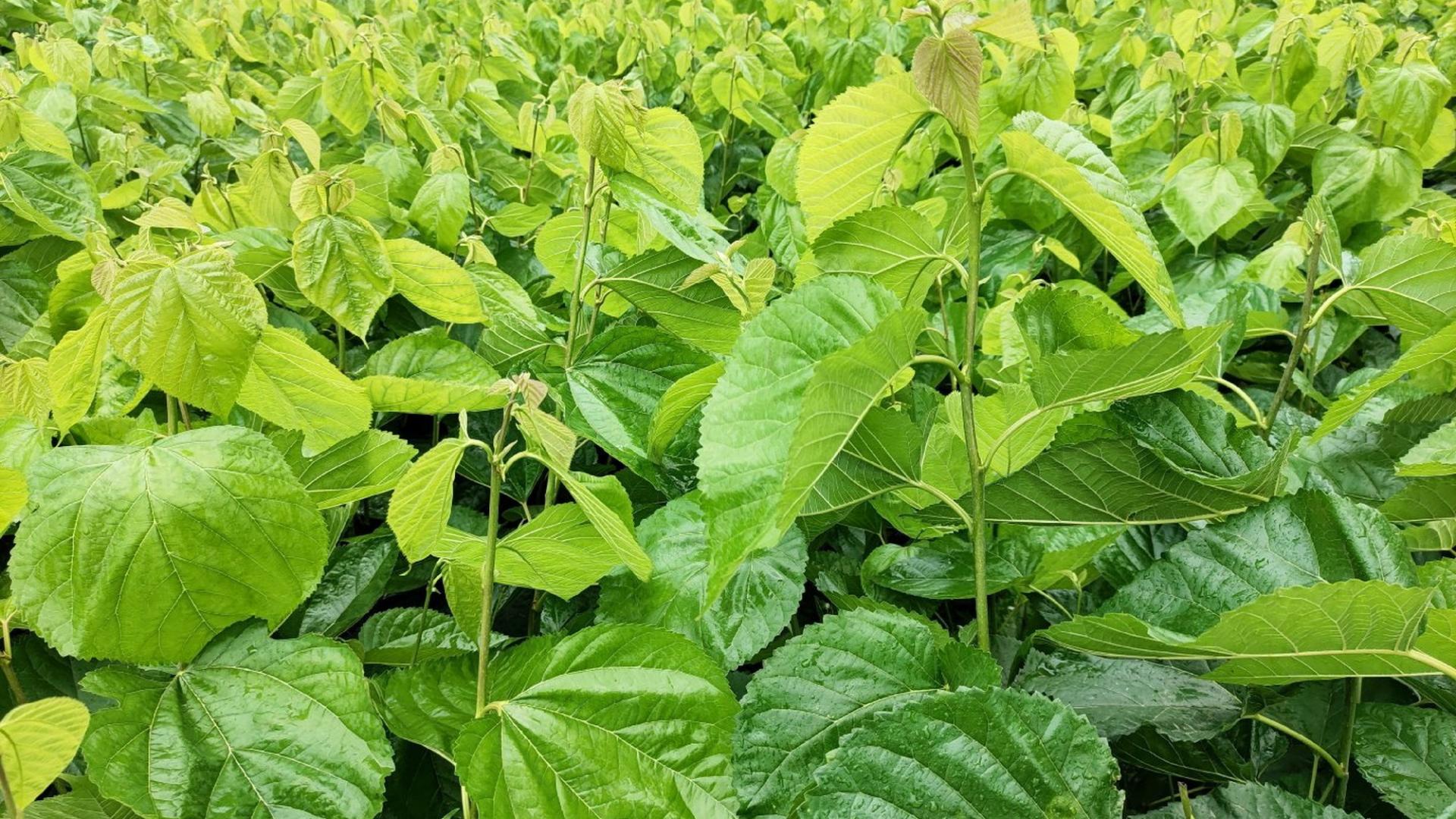桑芽菜，养几千年蚕，竟才吃它十来年（广州野菜之四）