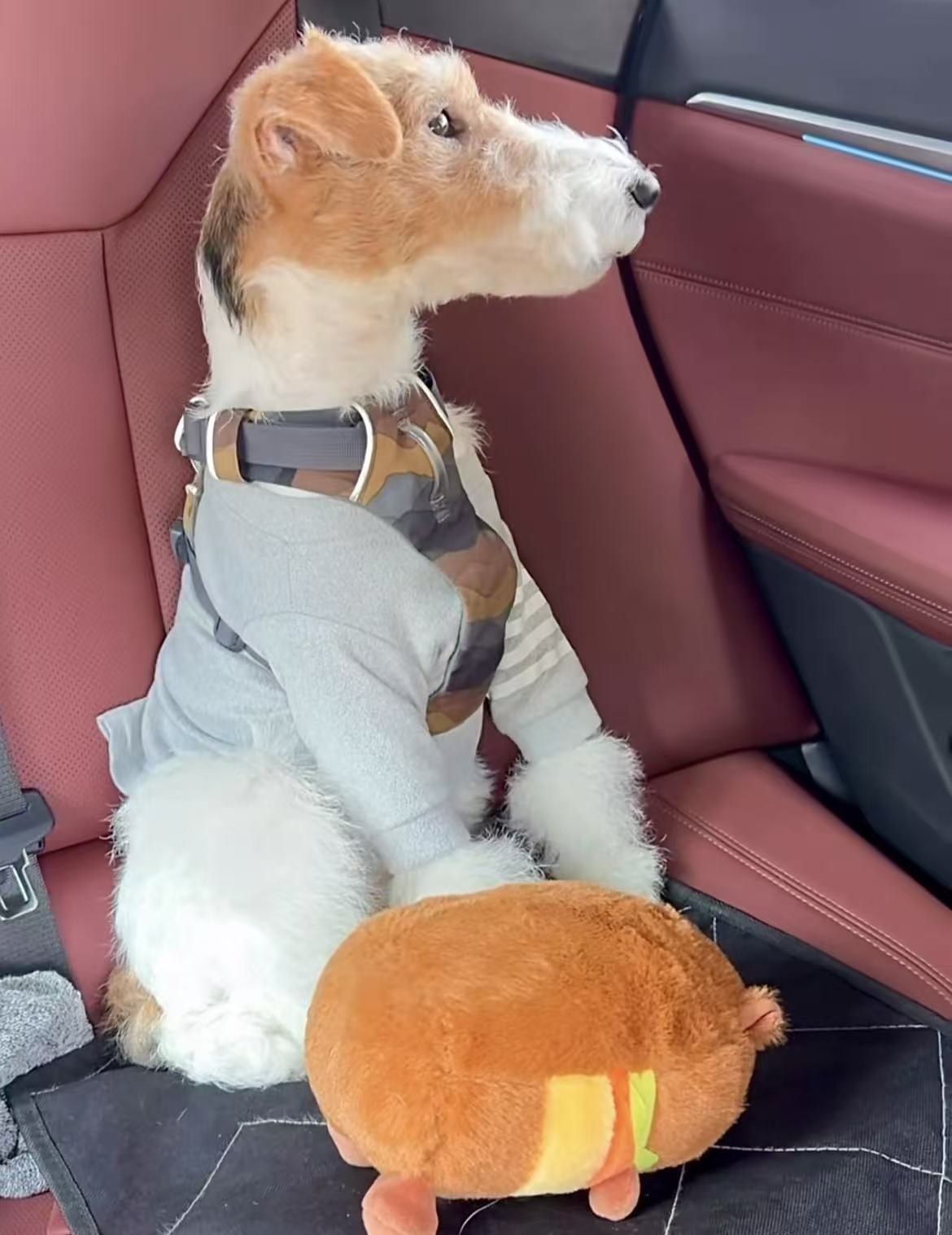 2026全国人宠同行哪个平台便宜实惠有实力？全国人宠同行、宠物托运平台排行榜推荐