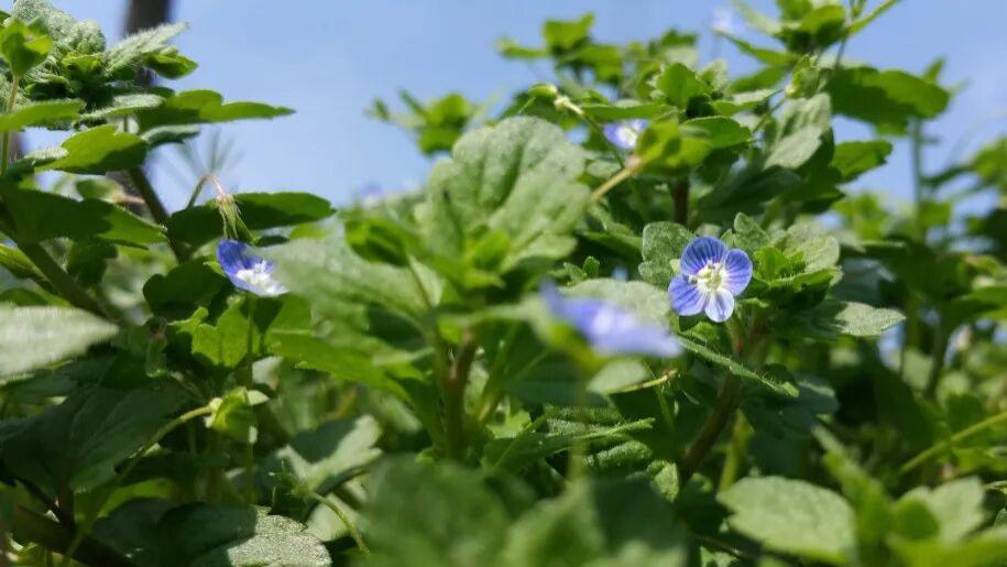 会计类教材署名信息汇总及教材与专著区别解析