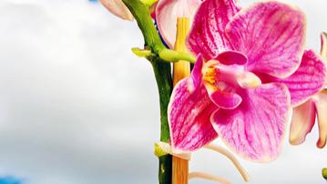 以生长的方式致谢——家居绿植随笔