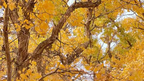 2026年世界杯各国球队的夺冠预测与分析，法国能夺冠吗？