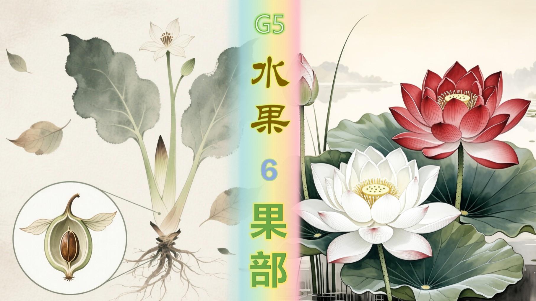 芡实 芰荷，莲藕 慈姑《纲目》果部-水果类