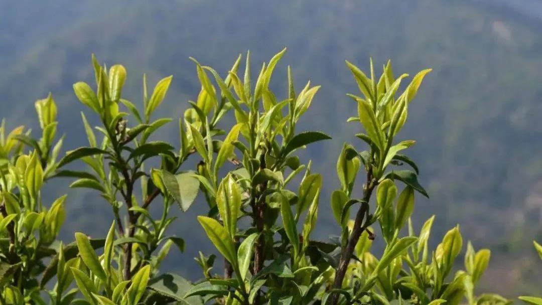 黄茶珍品，鹿苑毛尖