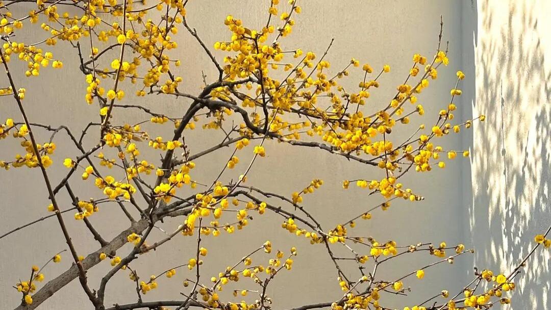 被网友称赞为“最有禅意的腊梅”！实至名归，太美了