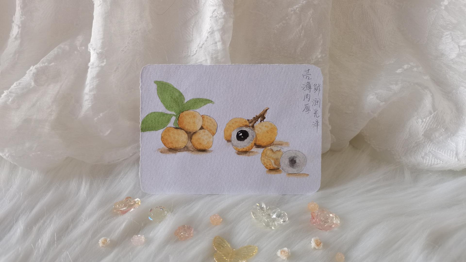 02 水彩龙眼（果花甘09）