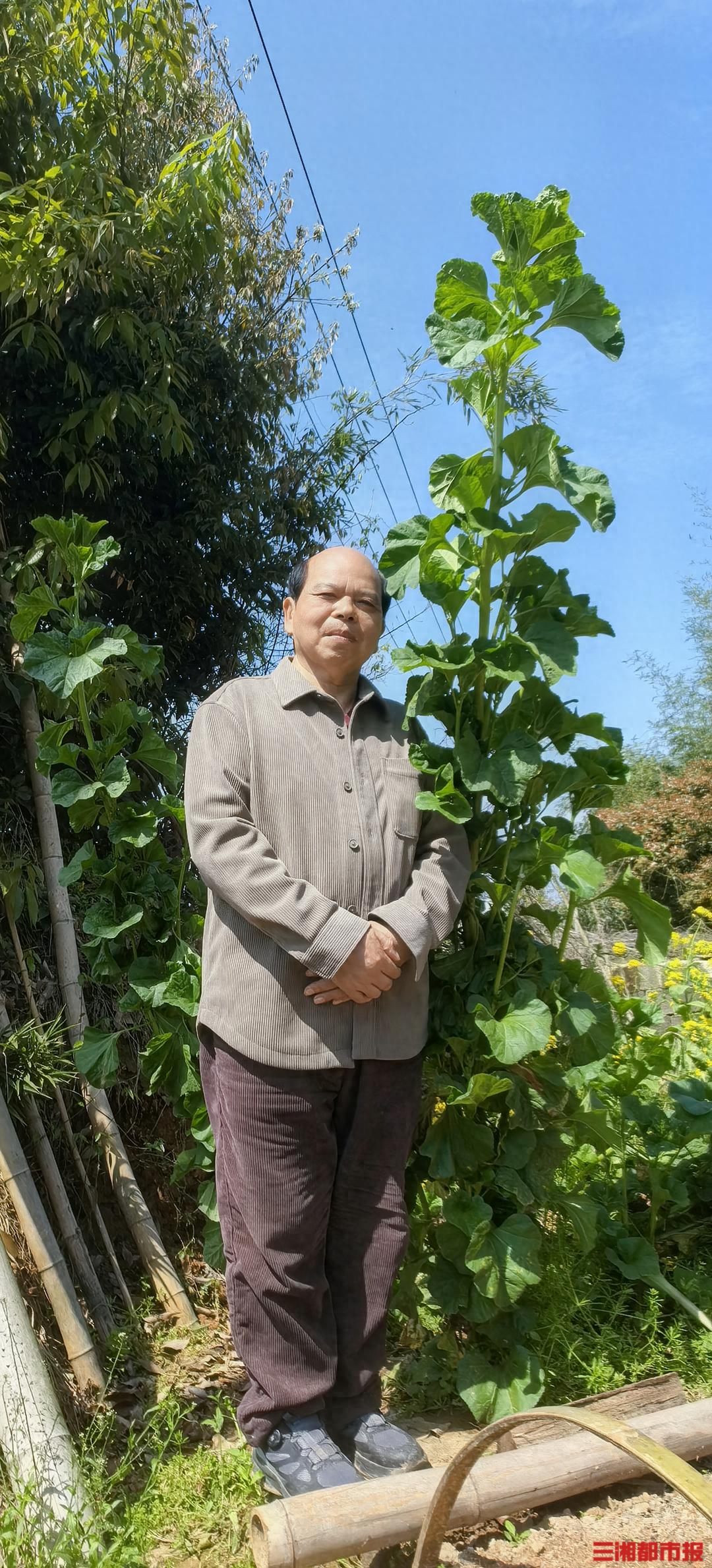 身高2.5米，长沙爹爹随手一种，菜园长出苋菜界“姚明”