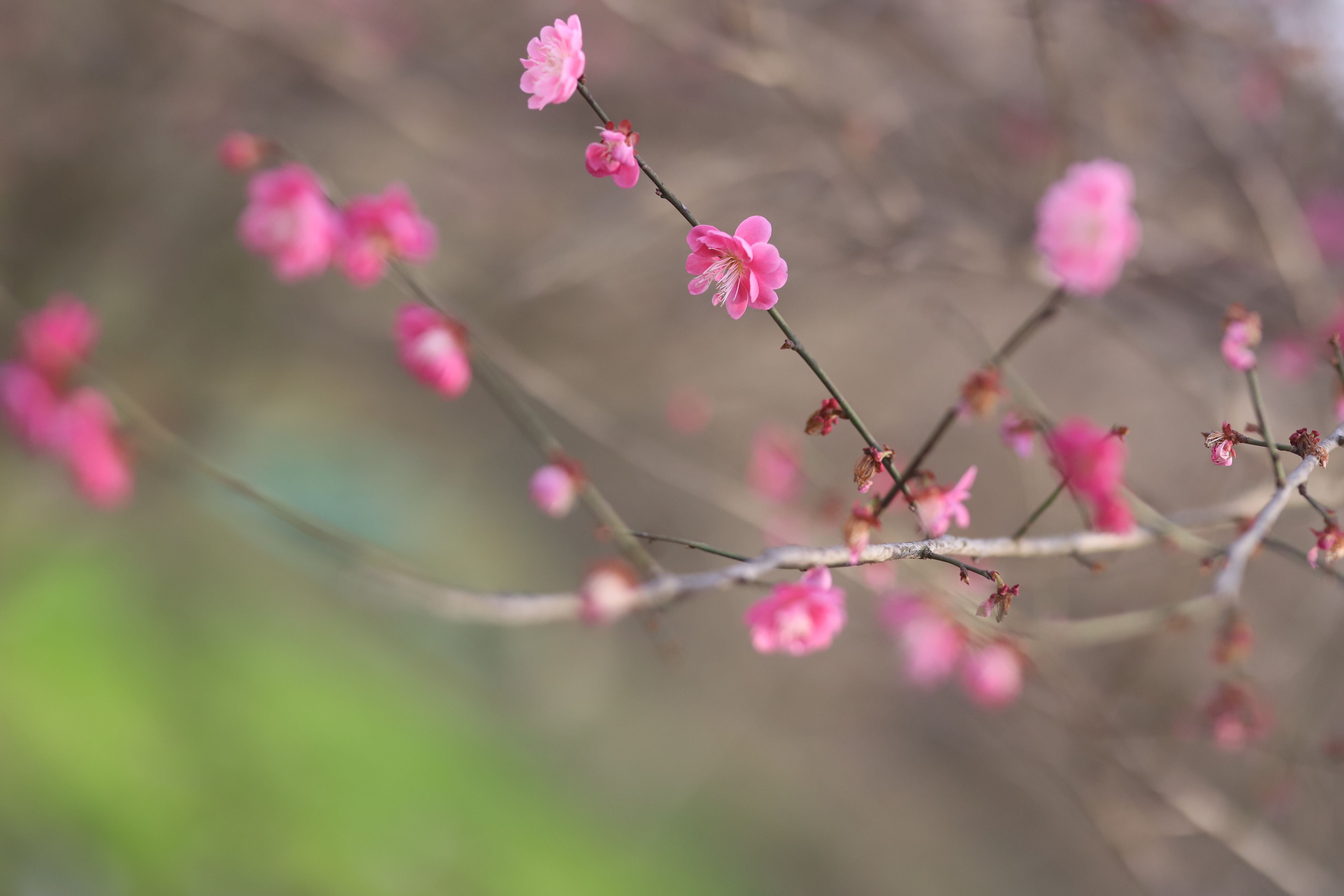 春天，今年不点卯了？