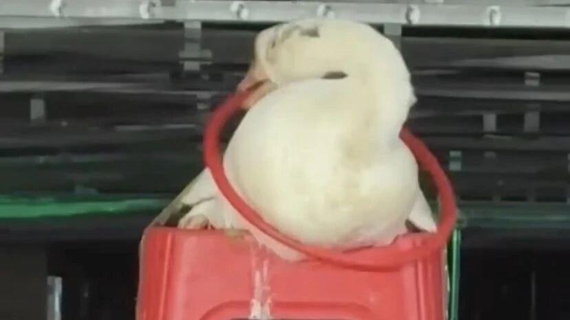 一只鹅不想成为铁锅炖大鹅，它竟然懂得把套住的圈，低下鹅头，让圈掉落在地上！