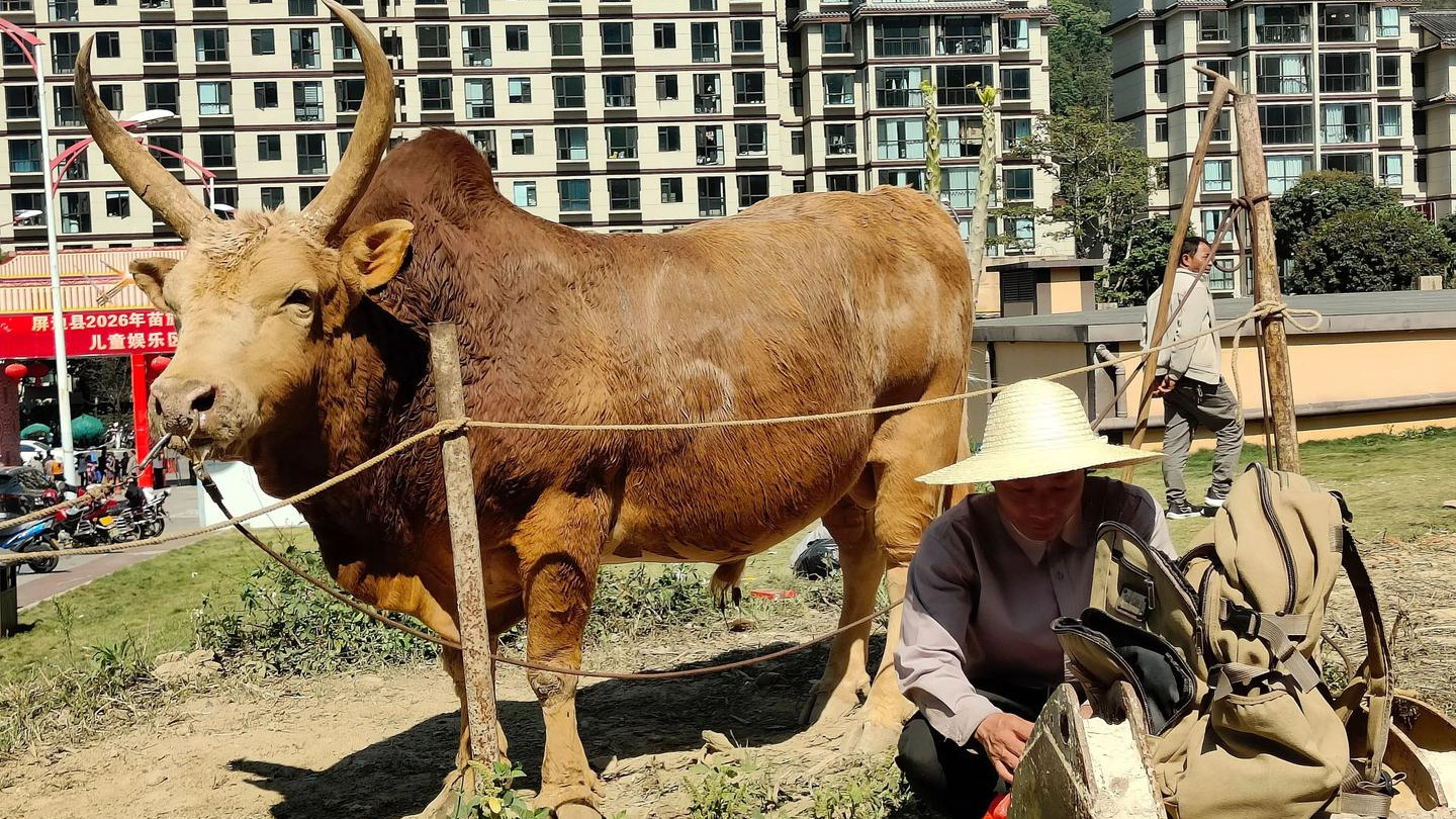 ‍别被攻略骗！过年云南半月4人共花6100的欢乐游记9-苗寨花山节过年