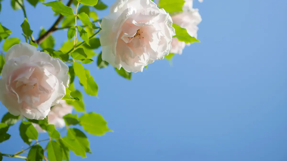生活为什么会累？| 济语