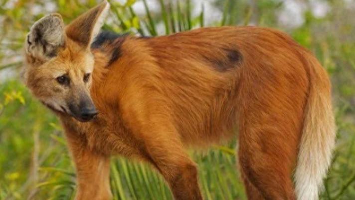 腿长一米二的“狐狸”？不仅长得潦草，食谱更是颠覆你三观