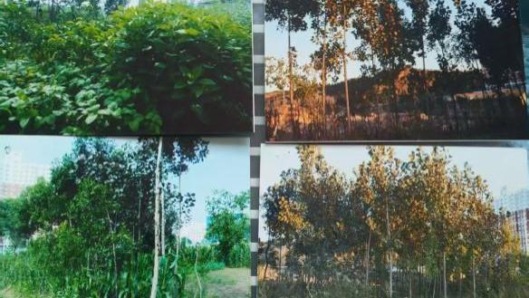 两次评估锁定百万补偿，山西寿阳村民千棵名木被强挖，八年只等来“不明转账”