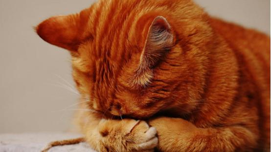 2026年什么牌子的猫粮比较好？盘点那些安全又营养的猫粮品牌