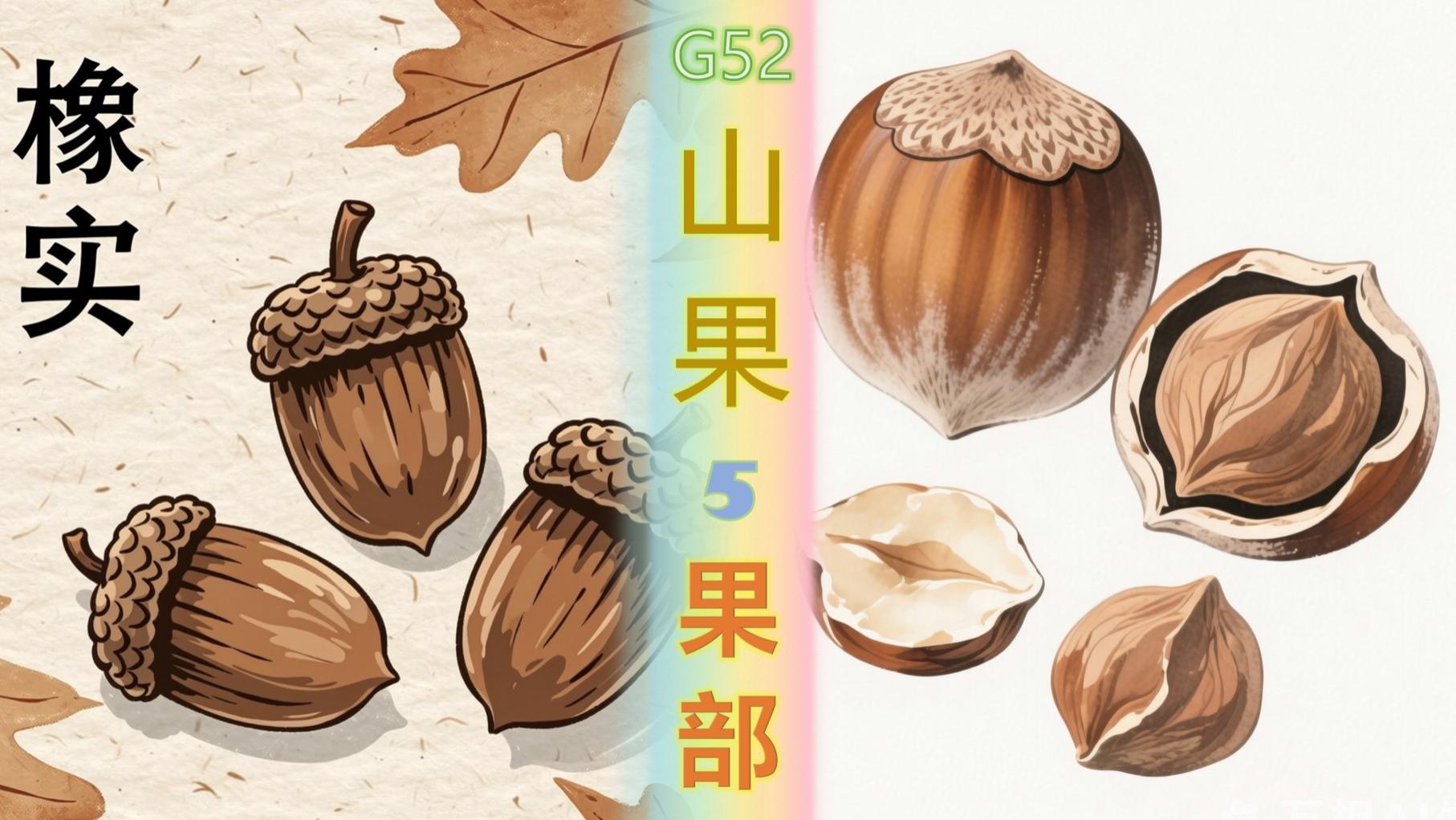 榛子、榧子，橡实、槲实《纲目》果部-山果类5
