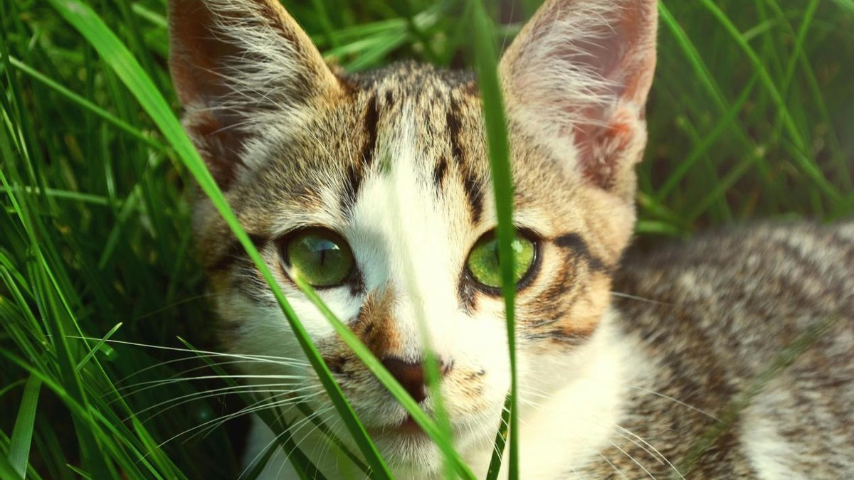 新手答疑：猫猫不吃猫粮怎么办？试试这三款猫粮中的爱马仕