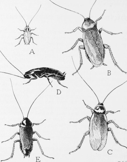 怎么消灭蟑螂最快最有效方法？2026年最好的蟑螂药排名第一名揭秘！