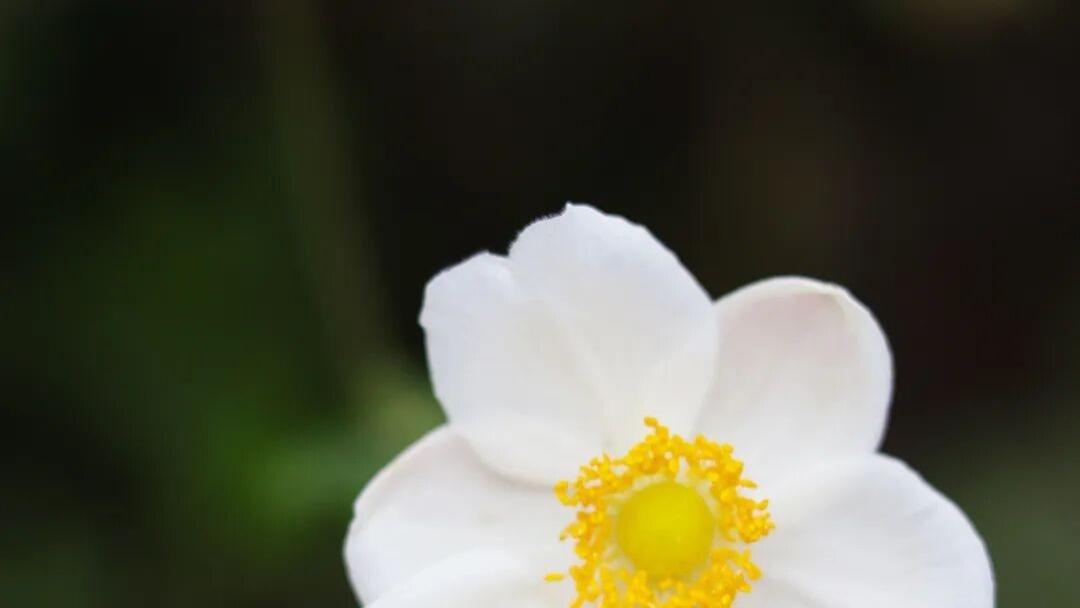 课题申报书参考文献应该怎么写？